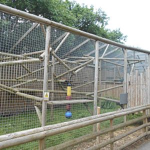 Caracal enclosure - 10/06/2016