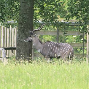 lesser kudu Chester Zoo 8th June 2016