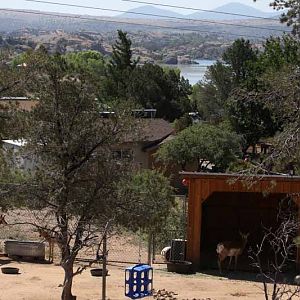 pronghorn yard and view
