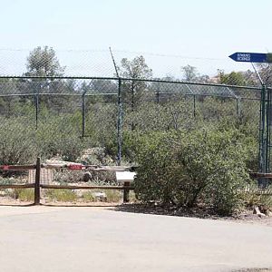 Mexican wolf exhibit