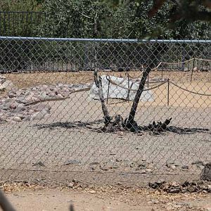 wallaby walk through