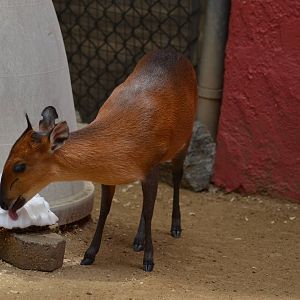 Red-flanked Duiker