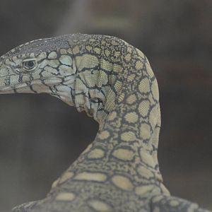 Perentie