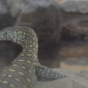 Perentie