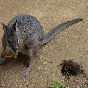 Tammar Wallaby