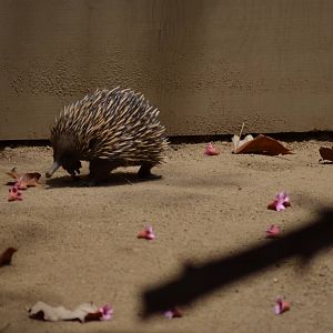Echidna