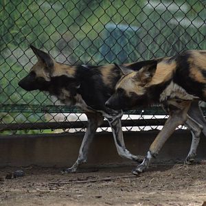 African Painted Dogs