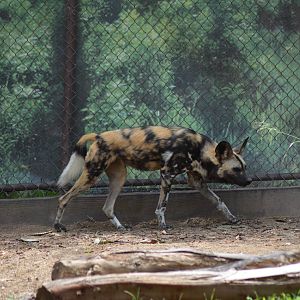 African Painted Dog