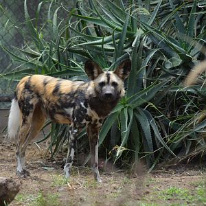 African Painted Dog