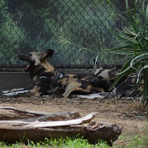 African Painted Dog