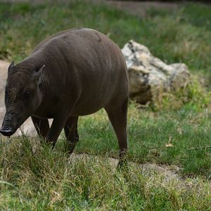Babirusa - Female