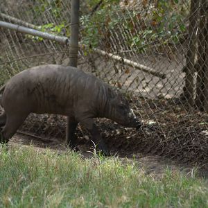 Babirusa - Male