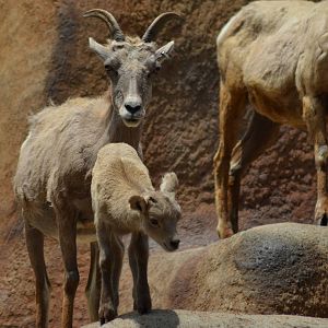 Desert Bighorn Sheep
