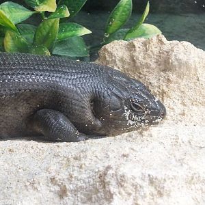 King's Skink - Herdsman Lake Visitor Centre