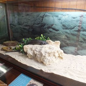 King's Skink - Herdsman Lake Visitor Centre