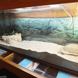 King's Skink Enclosure- Herdsman Lake Visitor Centre