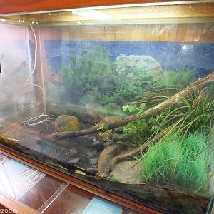 Motorbike Frog Enclosure - Herdsman Lake Visitor Centre