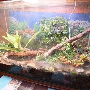 Splendid Tree Frog Enclosure - Herdsman Lake Visitor Centre