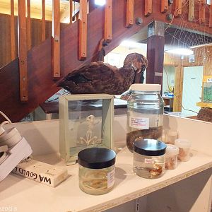 Display - Herdsman Lake Visitor Centre