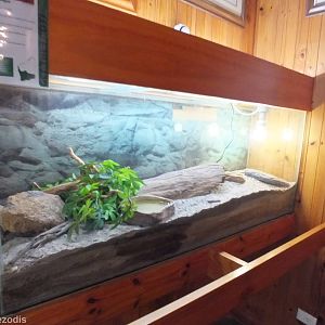 Western Bluetongue Enclosure - Herdsman Lake Visitor Centre