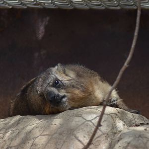 Cape Hyrax