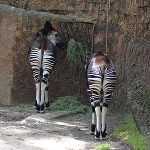 Okapi