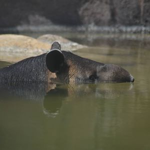 Central American Tapir