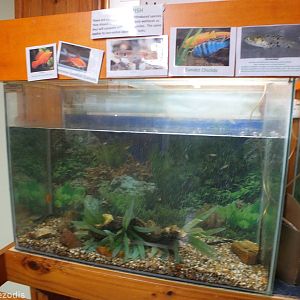 Introduced Fish Tank - Herdsman Lake Visitor Centre