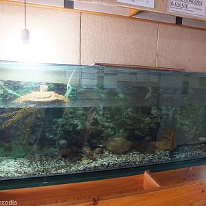 Oblong Turtle Tank - Herdsman Lake Visitor Centre
