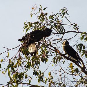 Carnaby's White-tailed Black Cockatoos
