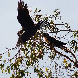 Carnaby's White-tailed Black Cockatoos