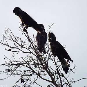 Carnaby's White-tailed Black Cockatoos