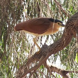 Nankeen Night Heron
