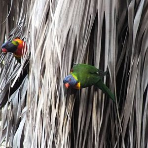 Rainbow Lorikeets