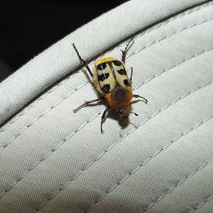 Bee Chafer