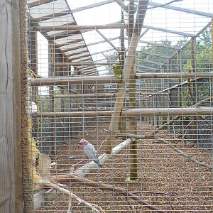 Cockatoo aviary- 10/06/2016