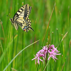 Common Swallowtail, Strumpshaw Fen, 10/06/16