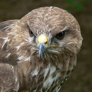 Common Buzzard - 11 June 2016