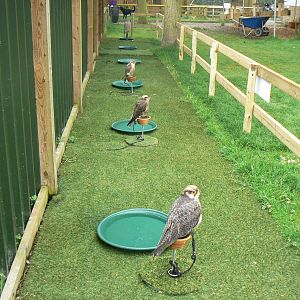 View of Falcons - 11 June 2016