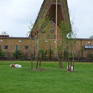 New Planting of trees in Oryx enclosure