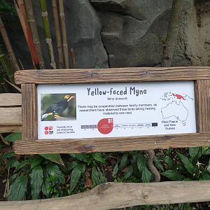 Yellow Faced Myna signage