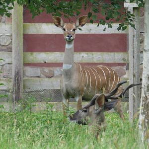 Lesser Kudu