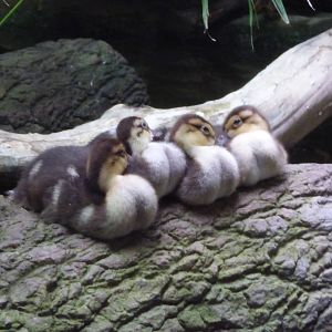 White Winged Ducklings