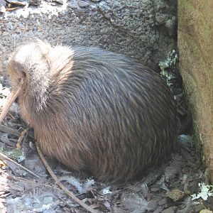 North Island brown kiwi