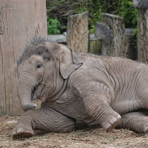 Asian Elephant Calf