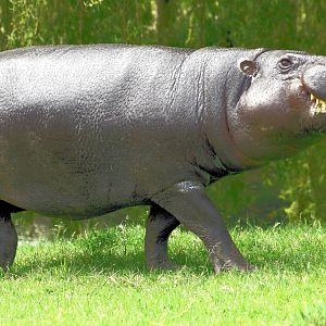 Pygmy hippopotamus; Whipsnade; 11th June 2016