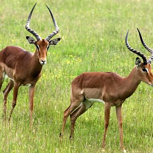 Impala; Whipsnade; 11th June 2016