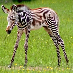 Grevy's zebra foal; Whipsnade; 11th June 2016