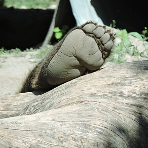 Grizzly Paw