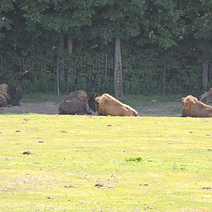Bison herd